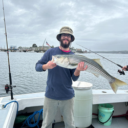 Striped Bass Delight In Massachusetts